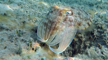 Sepia Pharaonis. Yumuşakçalar, yumuşakçalar. Baş ayaklı yumuşakçalar. Mürekkep balığı takımı. Firavun mürekkep balığı.