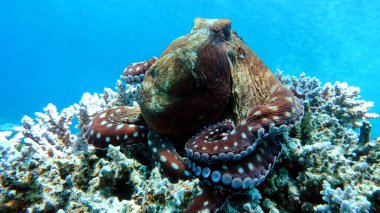 Ahtapot. Kızıl Deniz Resiflerinde Büyük Mavi Ahtapot.