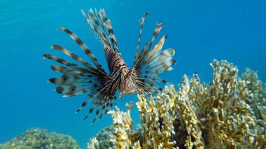 Kızıl Denizde Aslan Balığı.