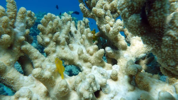 Vörös Tenger Gyönyörű Korallzátonyai — Stock Fotó