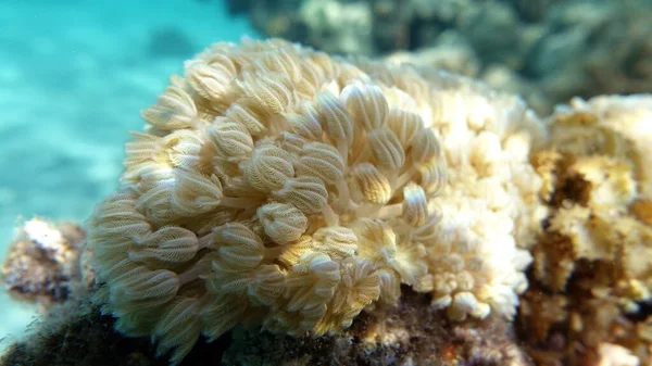 紅海の美しいサンゴ礁 — ストック写真