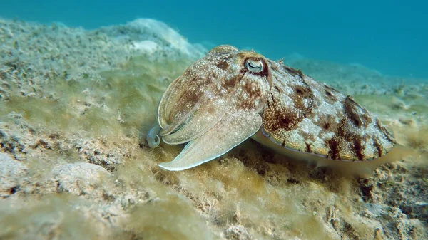 Sepia Pharaonis Molluschi Tipo Molluschi Molluschi Zampe Testa Squadra Seppie — Foto Stock