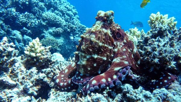 Octopus Big Blue Octopus Red Sea Reefs — Stock Photo, Image