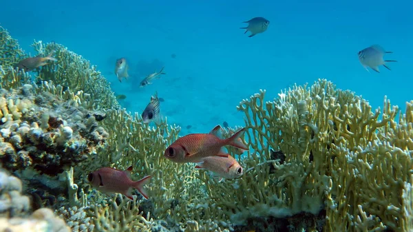 Piękna Ryba Rafie Morza Czerwonego — Zdjęcie stockowe