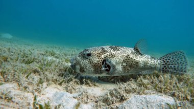 Dikenli puf (Rusça) - Arothron hispidus (Lat) (Tetraodontidae familyası) - 50 cm 'ye kadar büyür (genellikle 38-40 cm). Süngerlerle, omurgasızlarla, yumuşakçalarla ve deniz tabanındaki diğer canlılarla beslenir..