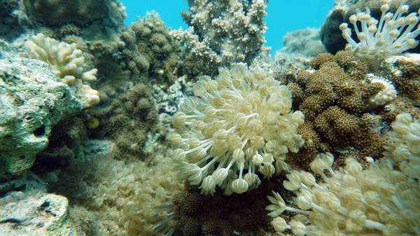 아름다운 산호초 — 스톡 사진