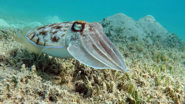 Sepia Pharaonis 软体动物 一种软体动物 头足软体动物 乌贼小队法老乌贼 — 图库照片