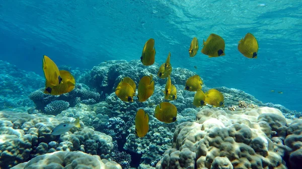 Masked butterflyfish. Fish - a type of bone fish Osteichthyes. Butterfly fish Chaetodontidae. Masked butterfly fish.