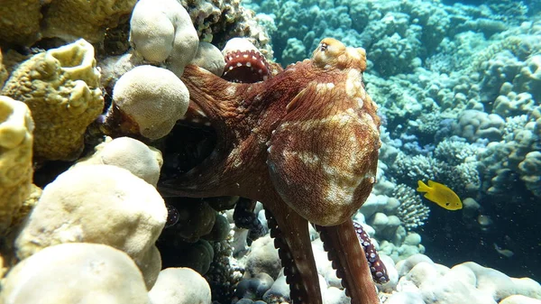 Pulpo Pulpo Azul Grande Los Arrecifes Del Mar Rojo —  Fotos de Stock