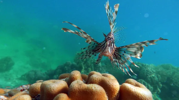 Львиная Рыба Красном Море — стоковое фото