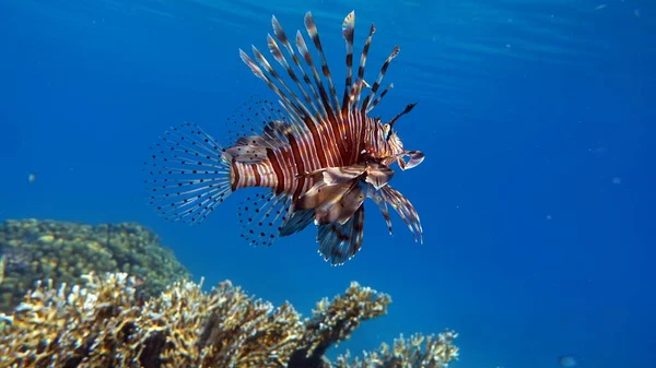 紅海のライオン魚 — ストック写真