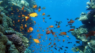 Deniz Goldie. Kızıl Deniz 'deki en yaygın antikalar. Dalgıçlar onu mercan kayalıklarının yamaçlarında büyük sürüler halinde görüyorlar..