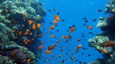 Deniz Goldie. Kızıl Deniz 'deki en yaygın antikalar. Dalgıçlar onu mercan kayalıklarının yamaçlarında büyük sürüler halinde görüyorlar..
