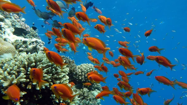 Морская Голди Наиболее Распространенные Антиа Красном Море Водолазы Видят Огромным — стоковое фото