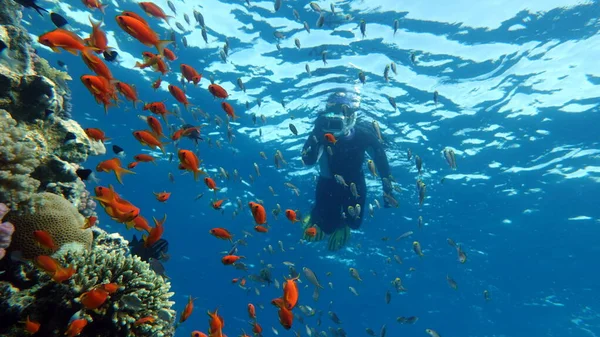 Sea Goldie Las Antias Más Comunes Mar Rojo Los Buzos — Foto de Stock