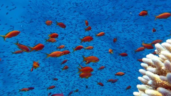 Sea Goldie Antias Mais Comuns Mar Vermelho Mergulhadores Grandes Bandos — Fotografia de Stock