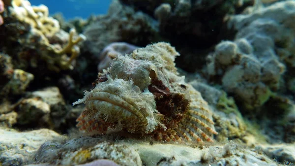 Scorfano Pesce Pesce Osseo Tipo Osteichthyes Scorpaenidae Flathead Scorpenopsis — Foto Stock