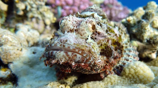 Scorpionfish Ψάρια Τύπος Ψαριού Οστού Osteichthyes Scorpaenidae Flahead Scorpenopsis — Φωτογραφία Αρχείου