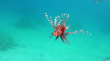 Kızıl Denizde Aslan Balığı.