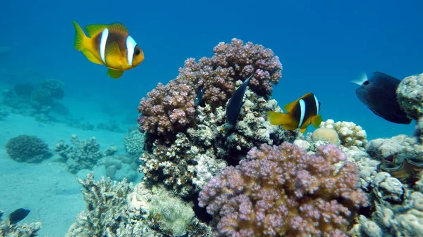 Bohóchal Amphiprion Amphiprioninae Vörös Tengeri Bohóchal — Stock Fotó