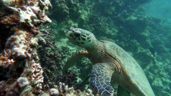 Θαλάσσιες Χελώνες Μεγάλη Reef Turtle Bissa — Φωτογραφία Αρχείου