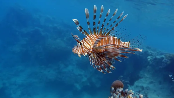 紅海のライオン魚 — ストック写真