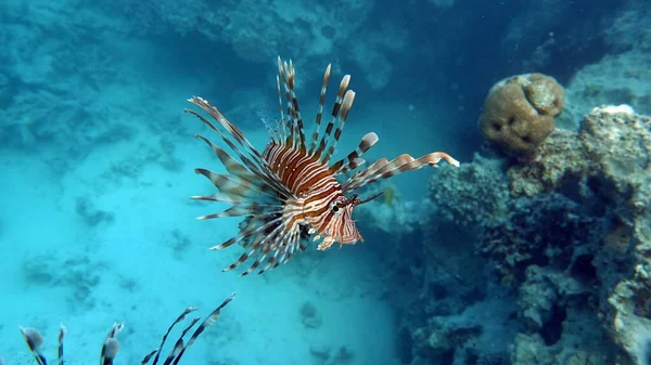 紅海のライオン魚 — ストック写真