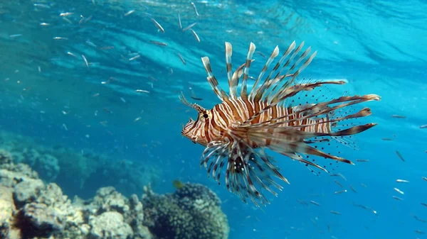 紅海のライオン魚 — ストック写真