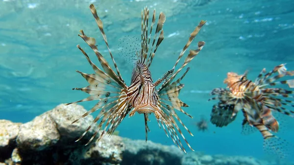 紅海のライオン魚 — ストック写真