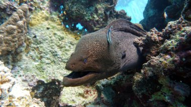 Moray yılanbalığı, balık türü - kemik balığı Osteichthyes, Moray yılan balığı (Muraenidae), dev moray balığı.