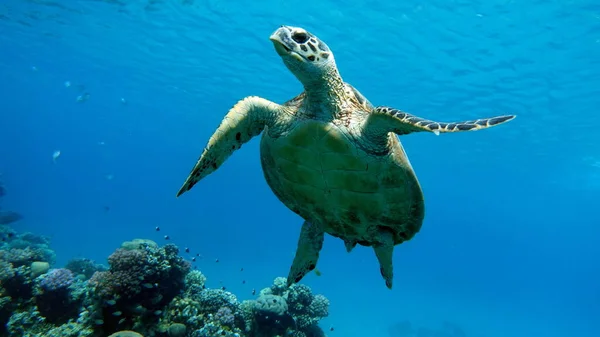 Des Tortues Marines Grande Tortue Récif Bissa — Photo