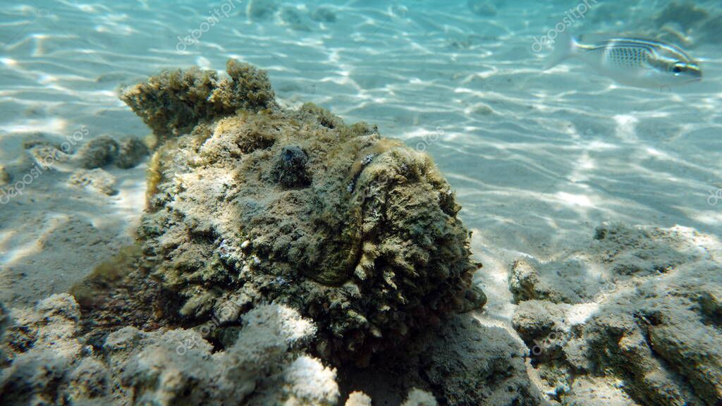 Stone fish Synanceiidae (en inglés). La verruga marina este pez de la