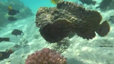 Taş balık, Synanceiidae. Okyanus siğili - Synanceiidae familyasının bu balığı 27 cm 'ye kadar büyür. Dipte saatlerce hareketsiz yatar ve avını bekler. Dünyanın en zehirli balıklarından biri..