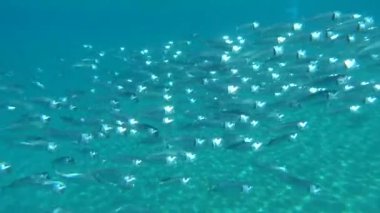 Balıklar kemikli balık türü Osteichthyes. Uskumru (Scombridae). Güney Asya uskumrusu. Makrele wird bis zu 35 cm gro und ernhrt sich von Plankton und Makrele (Scombridae). Sdasiatische Makrele - Indische Makrele .