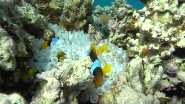 Клонова Риба Амфіріон Amphiprioninae Червономорська Клоунна Риба — стокове відео