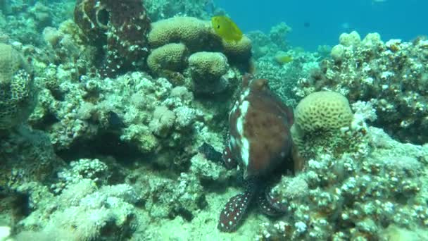 Χταπόδι Octopus Cyanea Χταπόδι Μεγάλο Μπλε Χταπόδι Στους Ύφαλους Της — Αρχείο Βίντεο