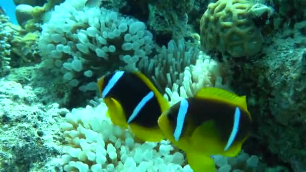 Clown Fish Amphiprion Amphiprioninae Peces Payaso Mar Rojo — Vídeos de Stock