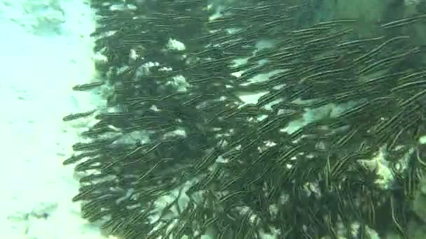 Striped Eel Catfish Eng Plotosus Lineatus Lat Family Plotosidae Grows — Stockvideo