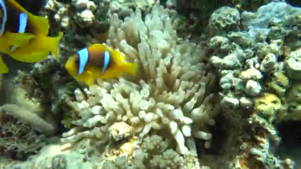 Clown Fish Amphiprion Amphiprioninae Peces Payaso Mar Rojo — Vídeos de Stock