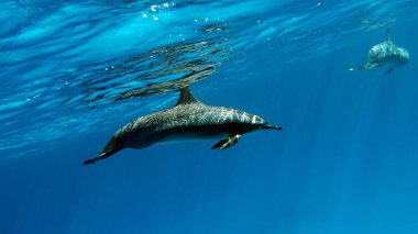 Yunuslar. Dönen yunus. Stenella longirostris, dünyanın dört bir yanındaki tropikal kıyı sularında yaşayan küçük bir yunus türü.. 