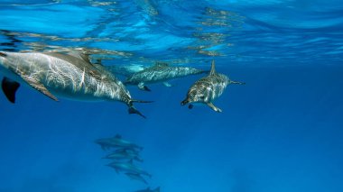 Yunuslar. Dönen yunus. Stenella longirostris, dünyanın dört bir yanındaki tropikal kıyı sularında yaşayan küçük bir yunus türü.. 
