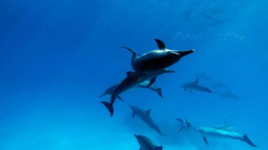 Yunuslar. Dönen yunus. Stenella longirostris, dünyanın dört bir yanındaki tropikal kıyı sularında yaşayan küçük bir yunus türü.. 