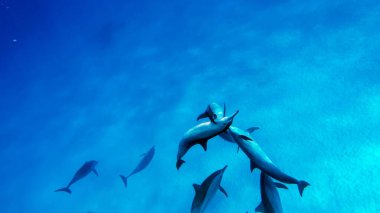 Yunuslar. Dönen yunus. Stenella longirostris, dünyanın dört bir yanındaki tropikal kıyı sularında yaşayan küçük bir yunus türü.. 