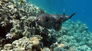 Colorful tropical fish on a coral reef, amazingly beautiful fairy world. In the coral gardens of the Red Sea.