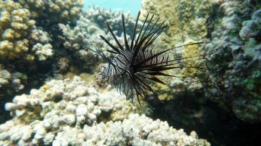 Kızıl Deniz 'deki Aslan Balığı, açık mavi sularda yiyecek arıyor. .