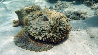 Taş balık, Synanceiidae. Okyanus siğili - Synanceiidae familyasının bu balığı 27 cm 'ye kadar büyür. Dipte saatlerce hareketsiz yatar ve avını bekler. Dünyanın en zehirli balıklarından biri..