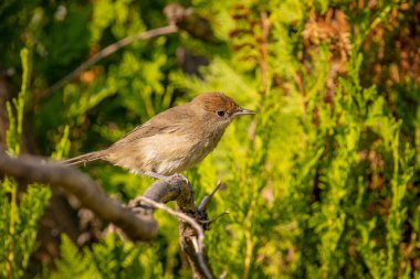 Bahçedeki Thuja üzerinde Avrasya siyah şapkası (Sylvia atricapilla)