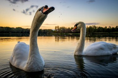 Macaristan 'ın Zalaegerszeg kentinde gün batımında Gebart Gölü' nde (Gebarti-to) dilsiz kuğular (Cygnus olor)