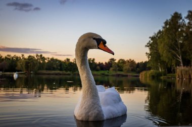 Macaristan 'ın Zalaegerszeg kentinde gün batımında Gebart Gölü' nde (Gebarti-to) dilsiz kuğu (Cygnus olor)