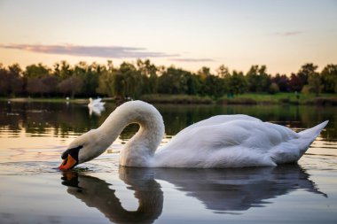 Macaristan 'ın Zalaegerszeg kentinde gün batımında Gebart Gölü' nde (Gebarti-to) dilsiz kuğu (Cygnus olor)